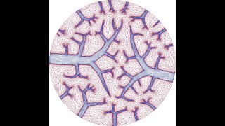 Anisotropic Meshes for Topology Optimization of Stokes Flow
