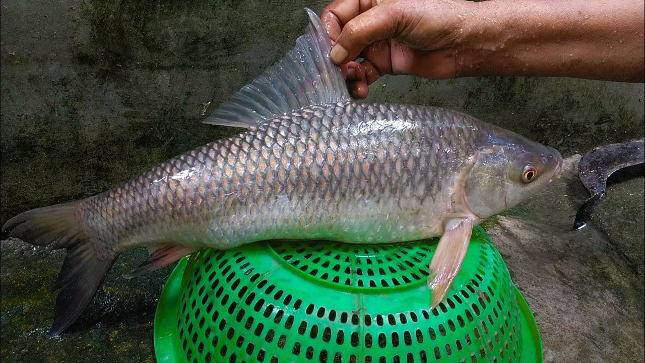 How to Cut and Clean a Big Rohu Fish | Step-by-Step Guide - YouTube