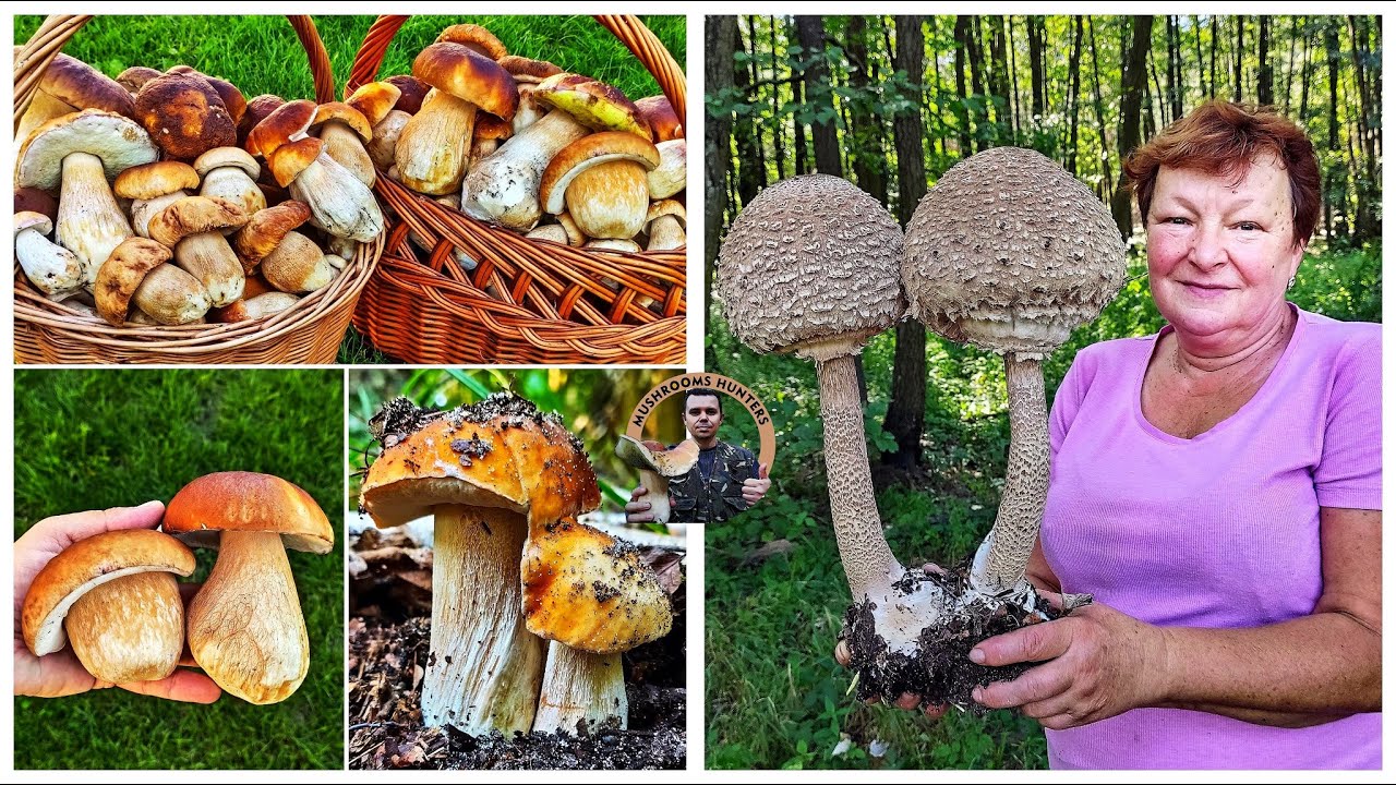 Hríby Huby 7.9.2021 Záhorie Senica Dubákové kráľovstvo ráj žne Boletus Funghi Grzyby Houby Mushrooms