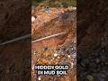 GOLD FROM SOIL AND MUD, prospecting aluvial gold. #mining #goldmining
