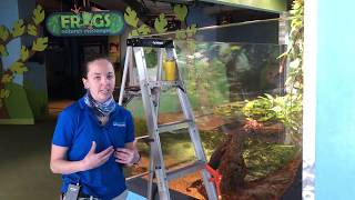 Dwarf Caiman Feeding