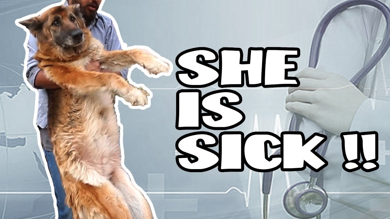 How Old Do Dogs Get Their First Period How Old Do Dogs Get Their First Period