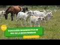 Ganadera regenerativa en pro de la biodiversidad  tvagro por juan gonzalo angel restrepo