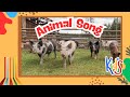 Farm Animal Collection: Cow, Cat, Horse, Pig, Duck, Dog, Chicken, Sheep, Goat - Animal Videos