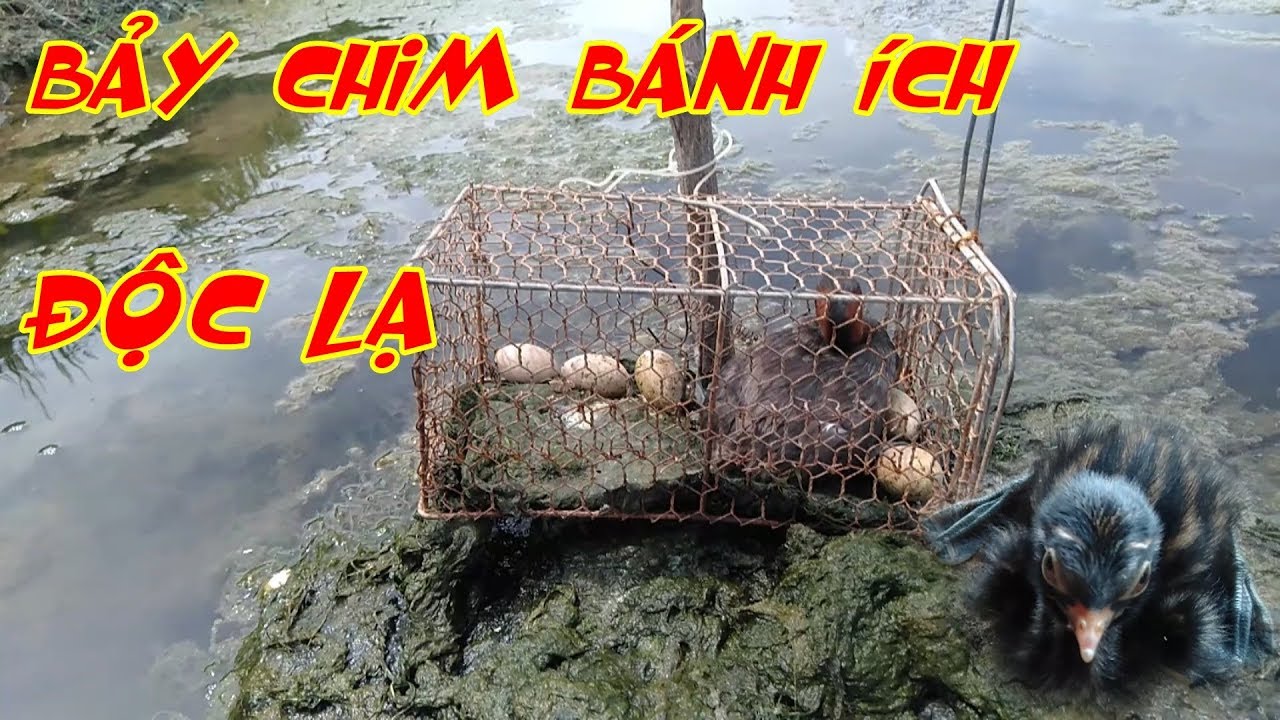Bảy Chim Bánh ích Mới Lạ (phần5) Seven Birds of New Interests