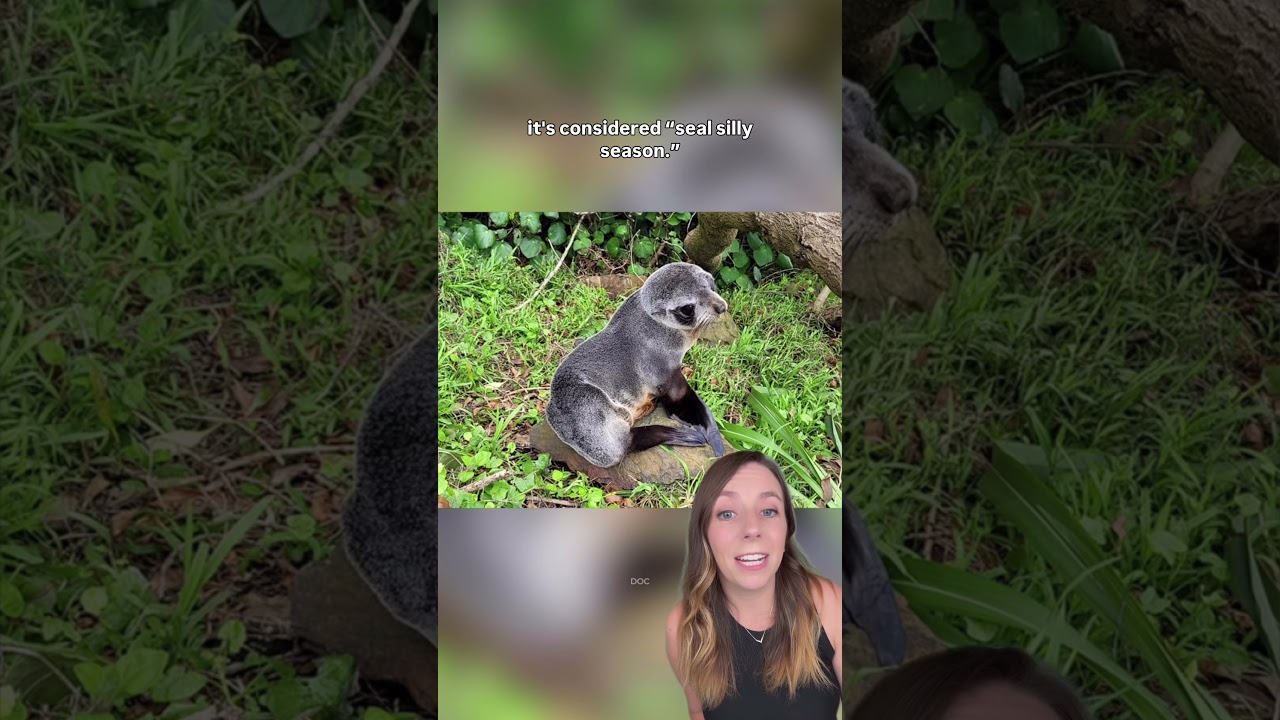 Seal tries to take the train without a ticket!