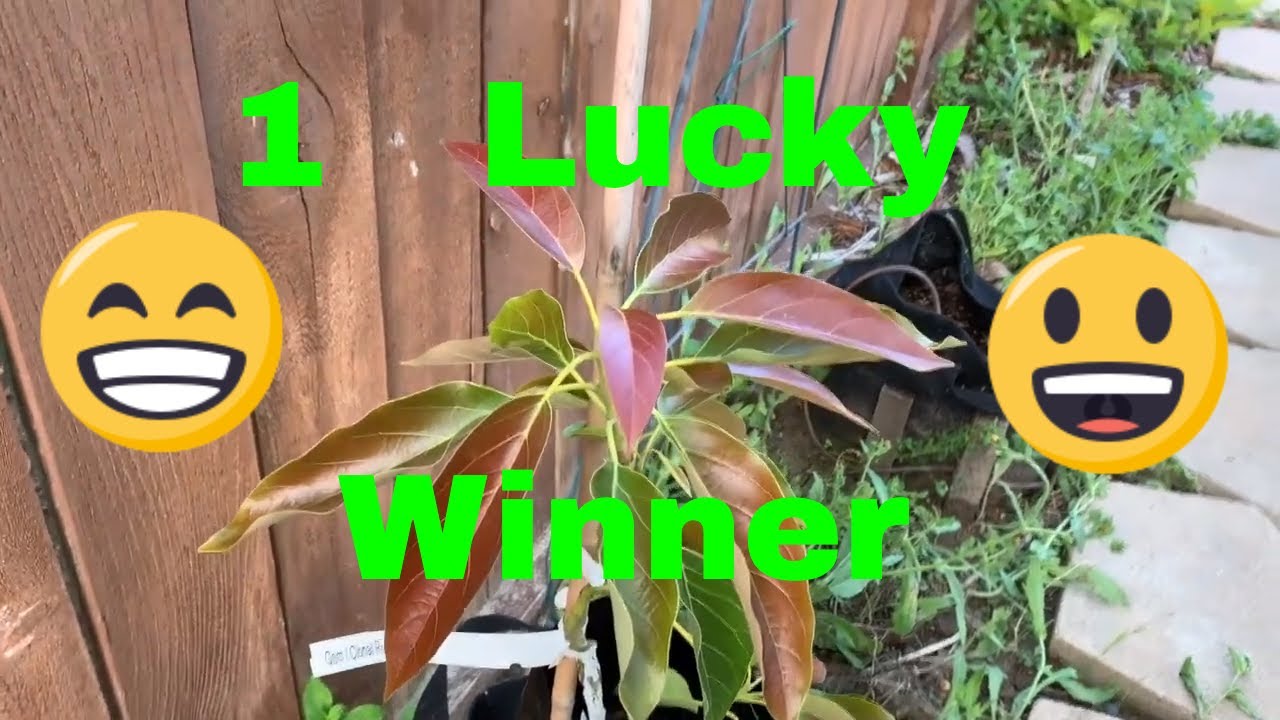 how to grow avocados from cuttings GEM AVOCADO TREE GIVEAWAY