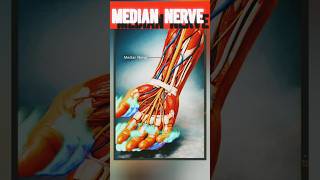 Median Nerve £Anatomy in 60 Sec. #shorts #trending #trendingshorts #ytshort #viral #viralvideo #mbbs