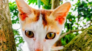 Mintu🐈 is live