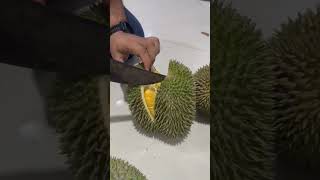 this is the most yellow durian i ever seen 🤩