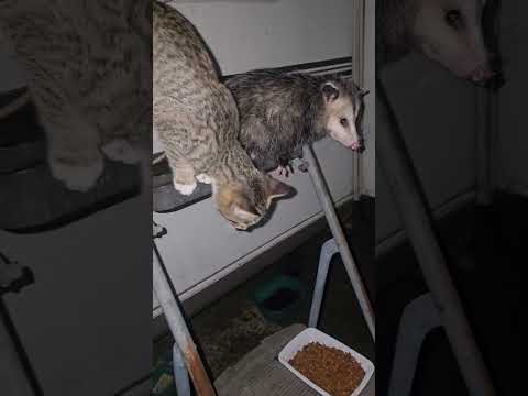 You might be a rednecks if you have an opossum on a feeding schedule. #opossum #redneck #countryboy