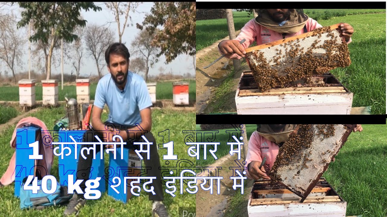 1 कोलोनी से 1 बार में 40 kg शहद इंडिया में