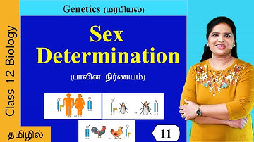 Sex Determination | Genetics (Class 12)