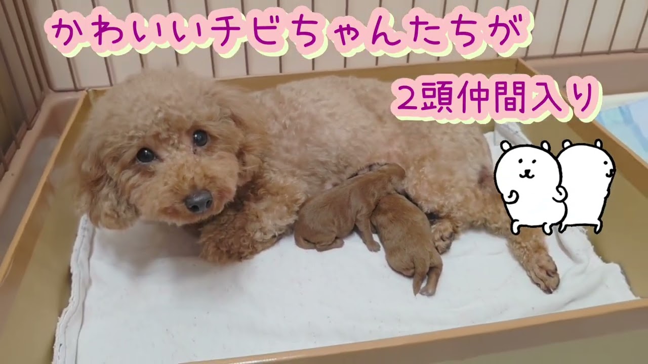 9/5 出産】トイプードル仔犬① - YouTube