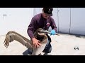 Scores of sick starving pelicans found along california coast  voa news