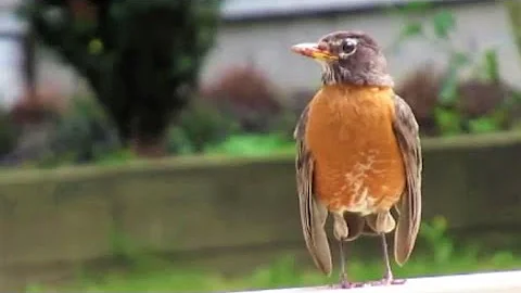 American Robin Call Sounds Warning  Its Babies