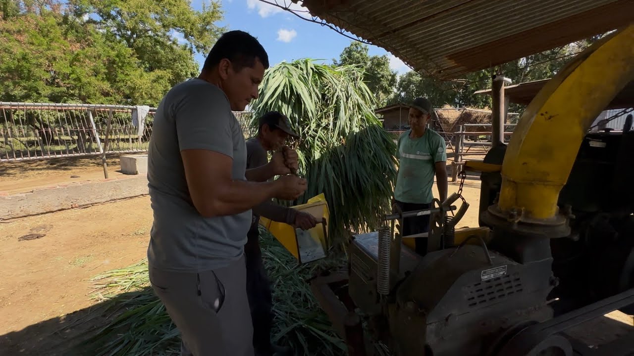 Se trabo la picadora de sacate Nose que pasa 