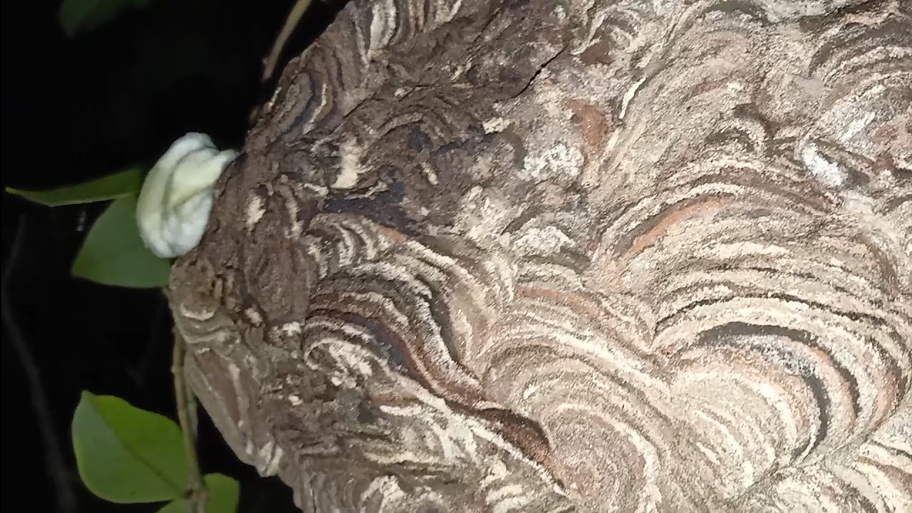 วิธีเอาต่อหัวเสือแบบไม่ต้องเผาและวิธีอุดรูอย่างปลอดภัย🐝🐝🐝🐝