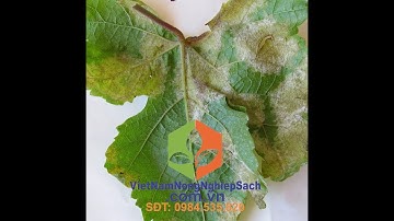 KỸ THUẬT XỬ LÝ BỆNH MỐC SƯƠNG GÂY HẠI TRÊN CÂY NHO