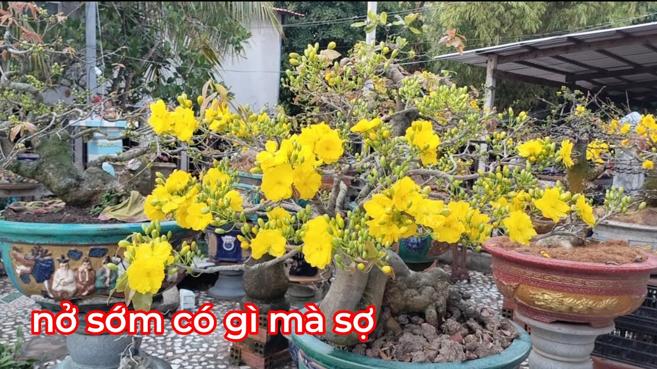 Tại sao mai lại bị rụng nụ và mai phun thuốc chống rụng cánh Hoa thì lại suy.xem sẽ rõ 