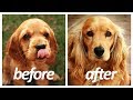 40 Dog Breeds Before and After Growing Up | Puppy to Adult HD