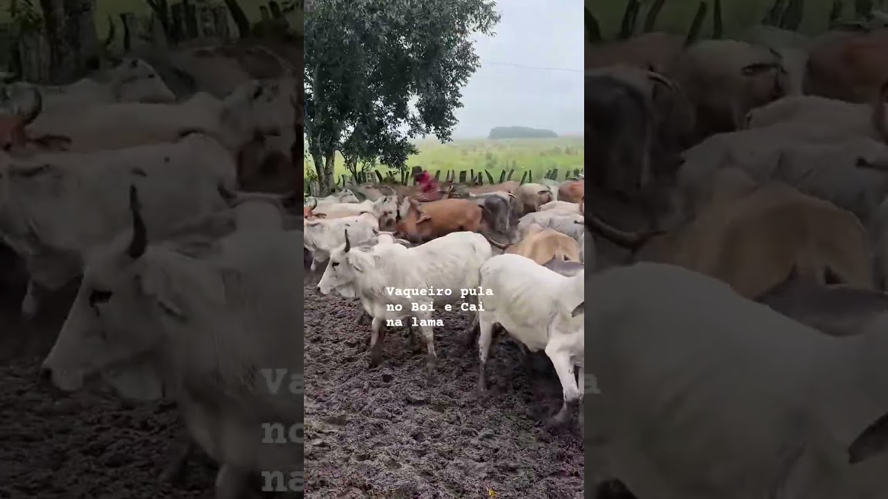 💥Vaqueiro  pula no Boi e cai na lama :👉 “Ele esperou o boi… mas o final foi na LAMA! 😂🐂”