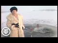 Анатолий Папанов "Песенка о моржах" (1983)