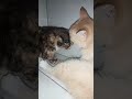 Ipus Oyen dan brownie