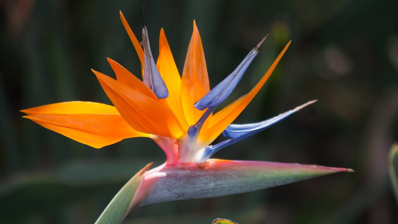 Most Beautiful Bird of Paradise Flower - YouTube