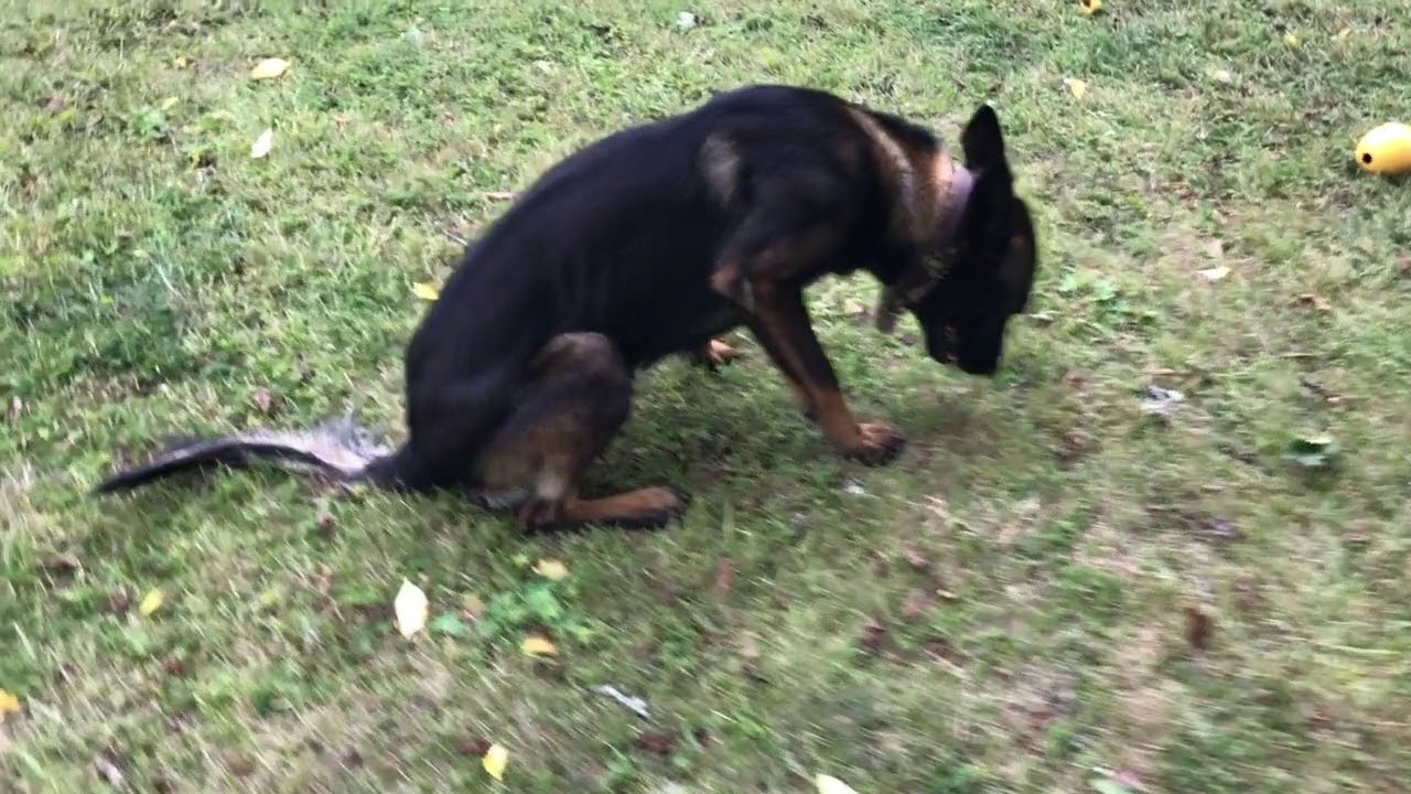 Part 4-Training sit and freeze as indication for scent detection dogs.
