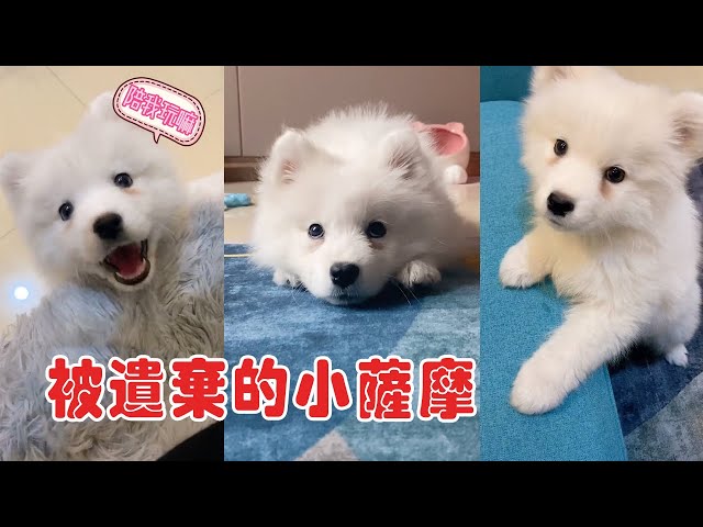 一只患了細小被棄養的小薩摩耶,一路跟著小夥子回了家,面對高昂的治療費,小夥子沒有放棄可憐的狗狗,一直陪伴他長大!