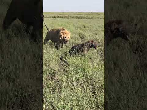 Hyena Fleeing to Avoid Two Male Lions