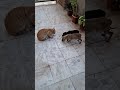 DOSTI