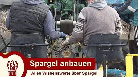 Wie wird Spargel ausgesät?