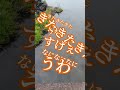ボラの群れがいたので釣ってもらった[ボラ釣り] #shorts
