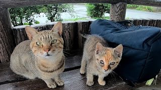 猫島では雨宿りも楽しい