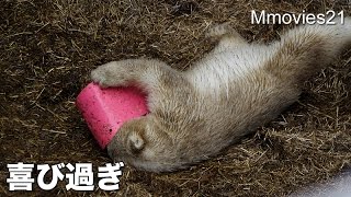Inky Polar Bear　新おもちゃに喜び過ぎるホッキョクグマの子熊