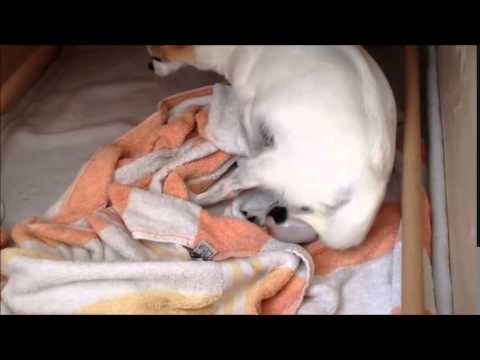 Video: Man Gevangen Gezet Voor Het Onthoofden Van Een Puppy In Puerto Rico