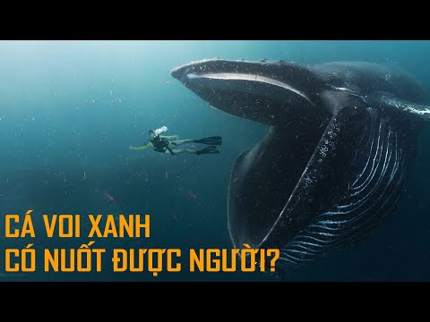 Video: Cá Voi Xanh Sống ở đâu?