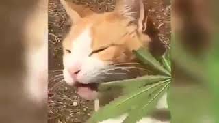 Cat + Cannabis