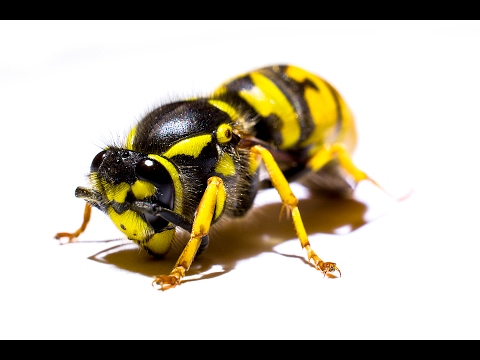 A megfagyott darázs királynő életre kel (Frozen wasp queen comes back to life)