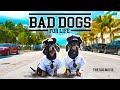 Bad dogs for life  the wiener dog bad boys movie