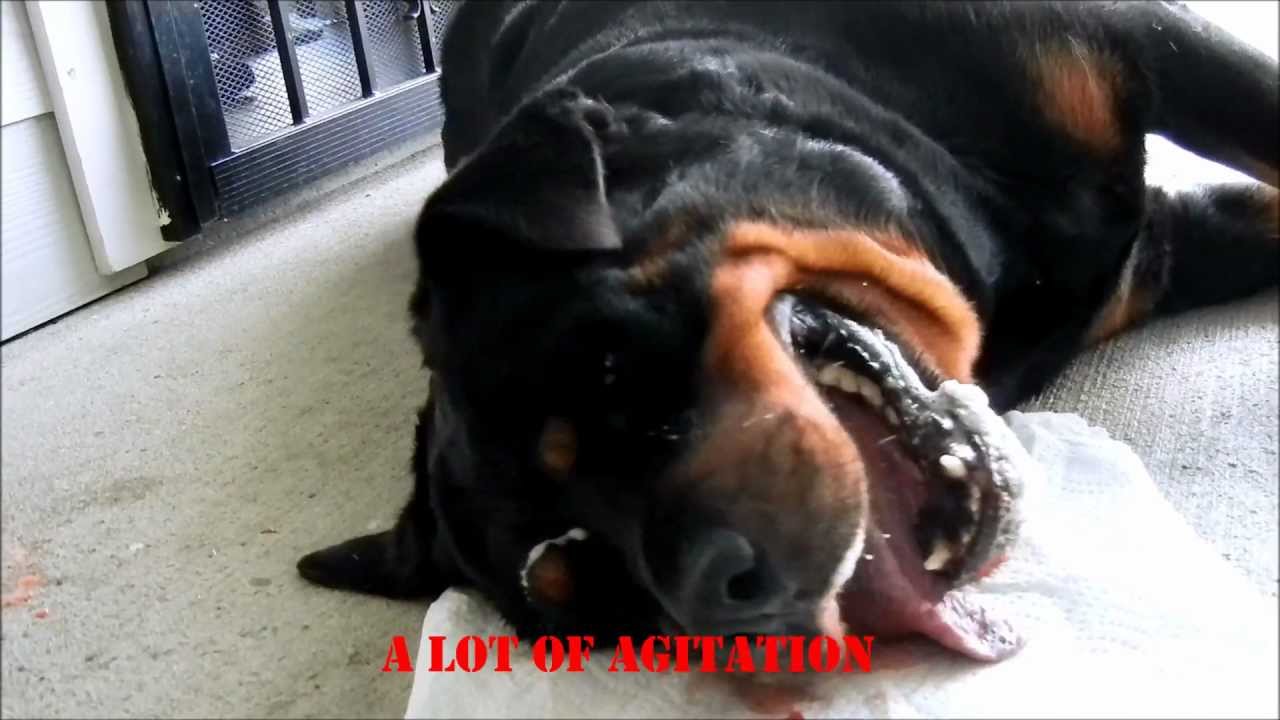 rottweiler having seizures
