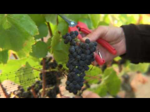 Harvesting Pinot Noir at Talley Vineyards