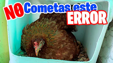 ¿Por qué mi gallina ha puesto un huevo gomoso?