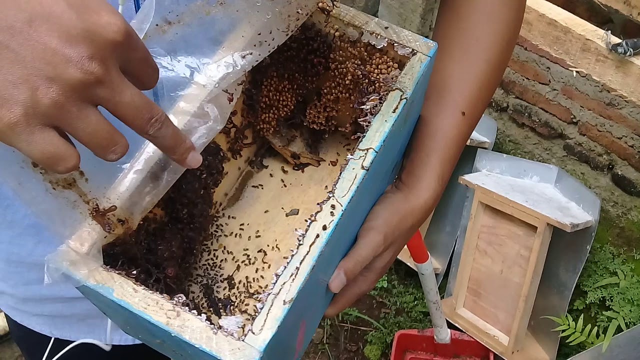 LEBAH MADU KLANCENG SIAP PANEN 