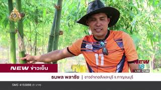 ปลูกไผ่ตงลืมแล้ง