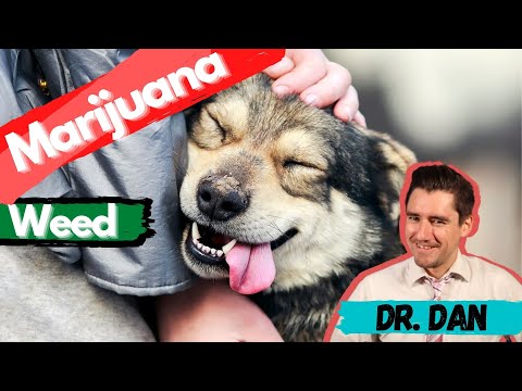 Did your dog ingest marijuana? Is your dog buzzed? What happens if your ...