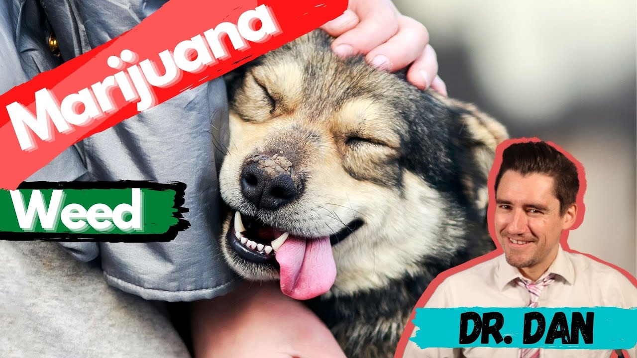 Did Your Dog Eat Weed?!  Is Your Dog High?  What It Looks Like If Your Dog Eats Weed And What To Do?