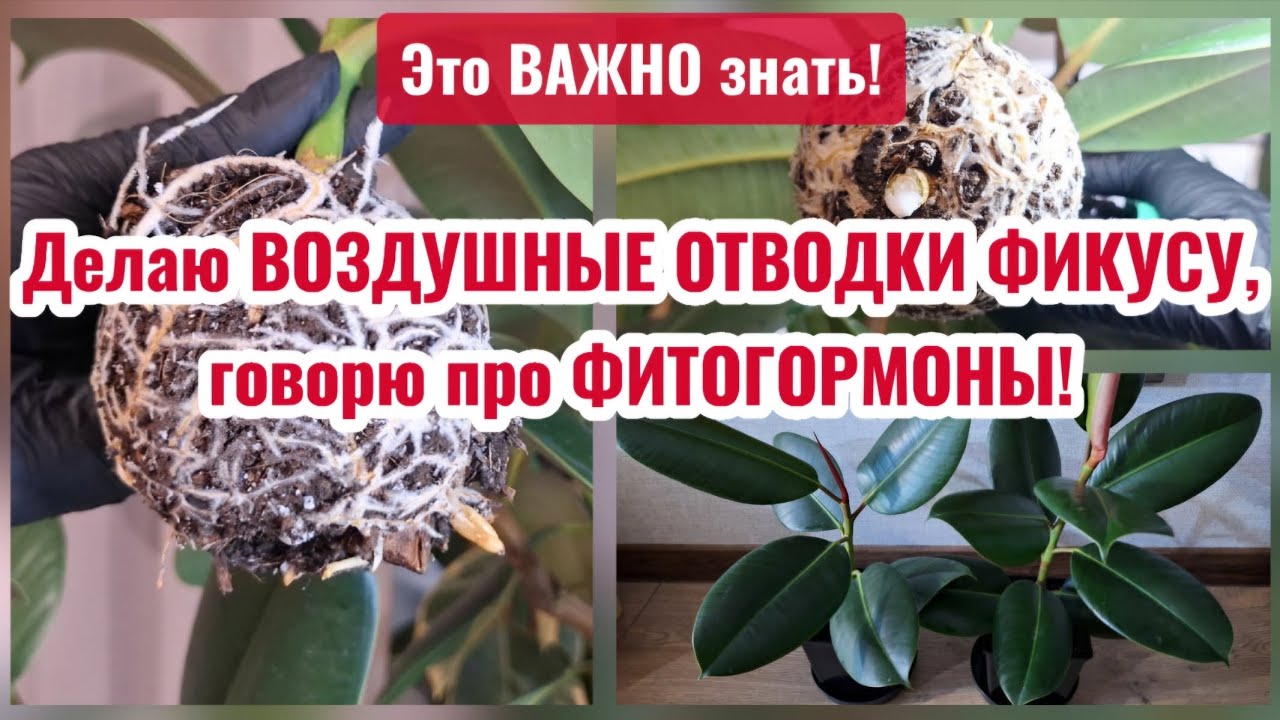 ФИТОГОРМОНЫ: стимуляторы и ингибиторы. Воздушные отводки ФИКУСУ Робуста  (ч.мама8) 06.03-11.04.26г.